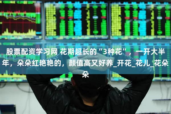 股票配资学习网 花期超长的“3种花”，一开大半年，朵朵红艳艳的，颜值高又好养_开花_花儿_花朵