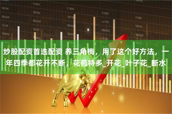 炒股配资首选配资 养三角梅，用了这个好方法，一年四季都花开不断，花苞特多_开花_叶子花_断水
